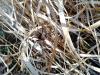 Dolomedes sp.